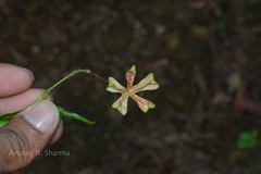 Euonymus indicus